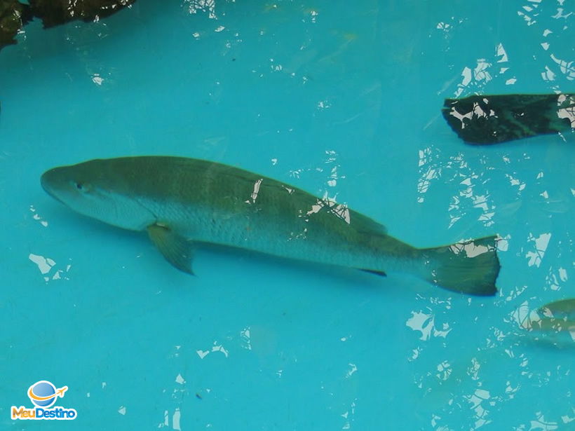 Projeto TAMAR - Praia do Forte-BA