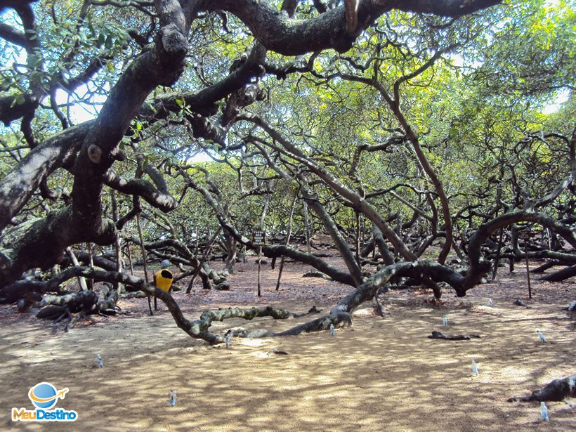 Cajueiro de Pirangi-RN - O maior cajueiro do mundo