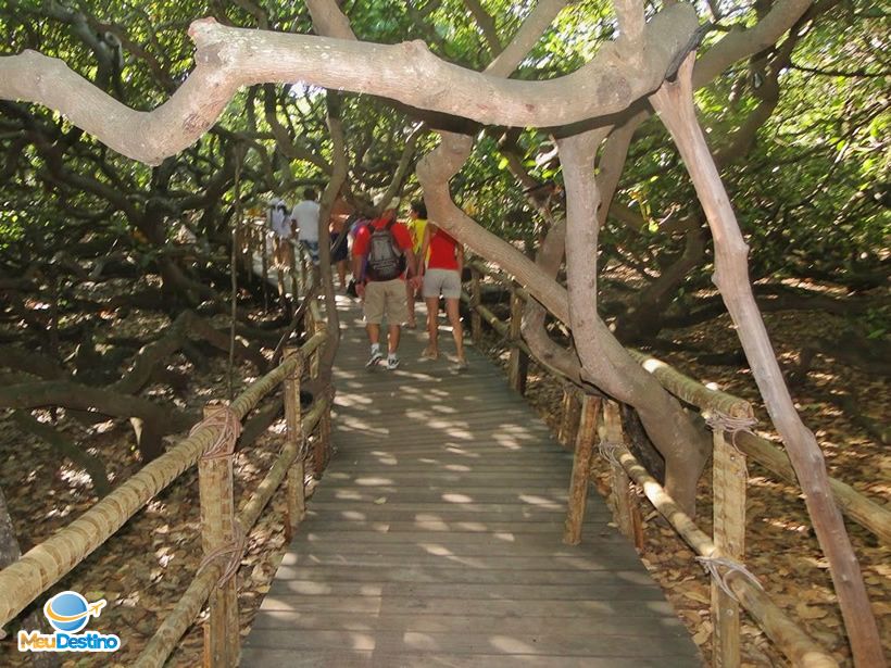 Cajueiro de Pirangi-RN - O maior cajueiro do mundo