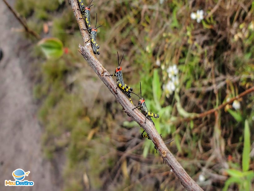 Complexo da Ponte - Carrancas-MG