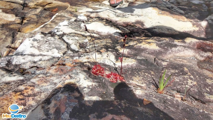 Drosera Montana - Carrancas-MG