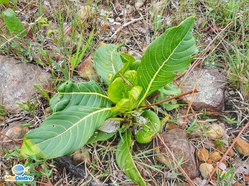 Complexo da Ponte - Carrancas-MG
