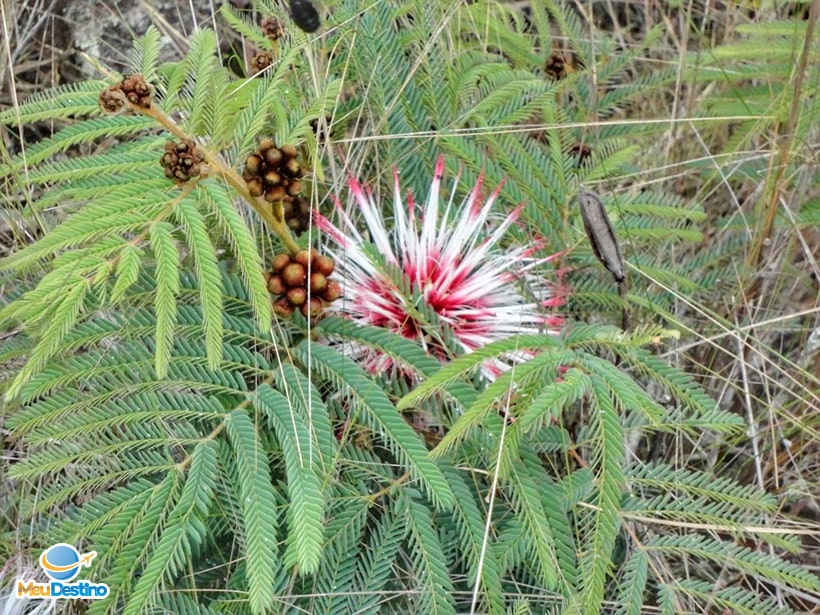 Drosera Montana - Complexo da Ponte - Carrancas-MG