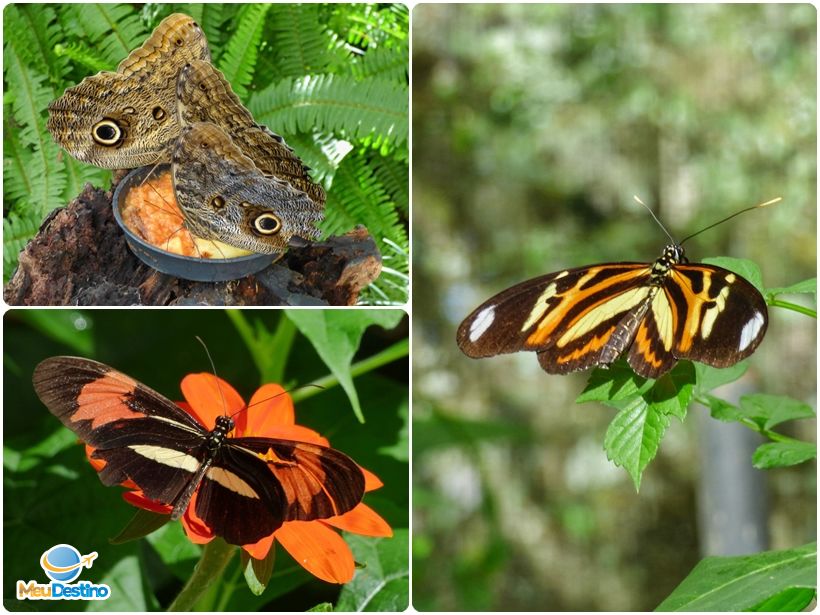 Borboletas - Parque das Aves - Foz do Iguaçu-PR