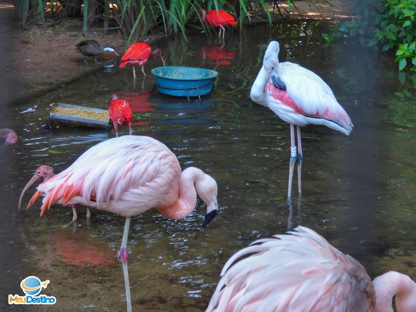 Parque das Aves - Foz do Iguaçu-PR