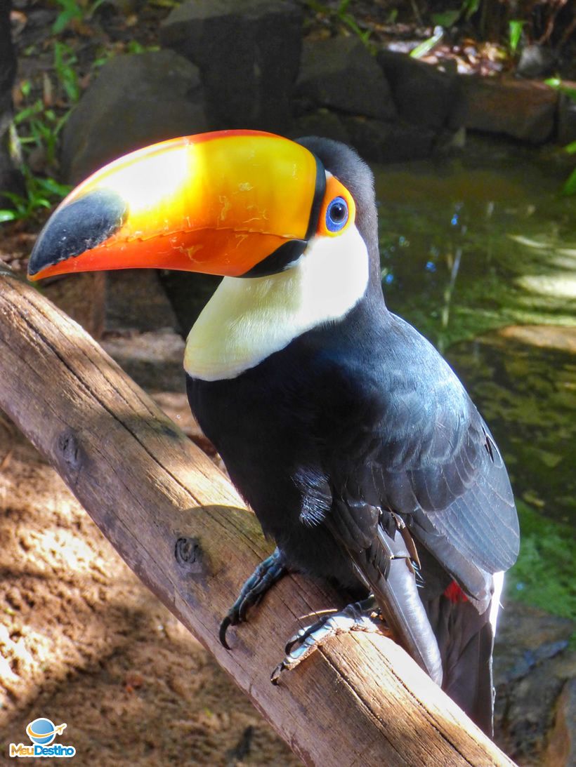 Tucano - Parque das Aves - Foz do Iguaçu-PR