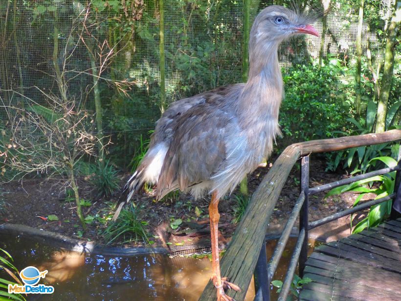 Parque das Aves - Foz do Iguaçu-PR