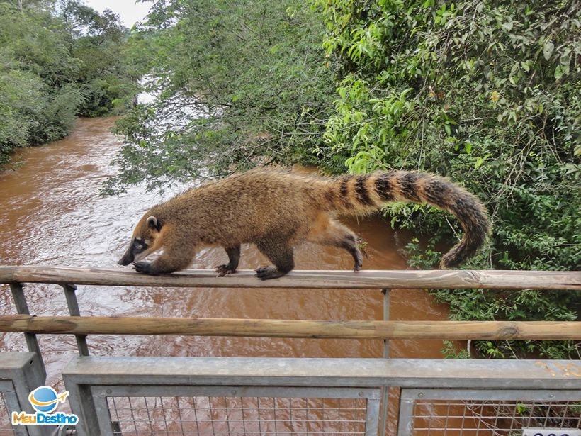 Quati - Parque Nacional do Iguazu - Argentina