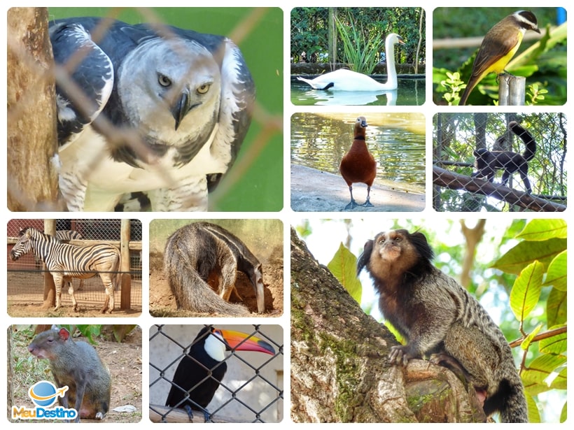 Zoológico de Belo Horizonte - MG