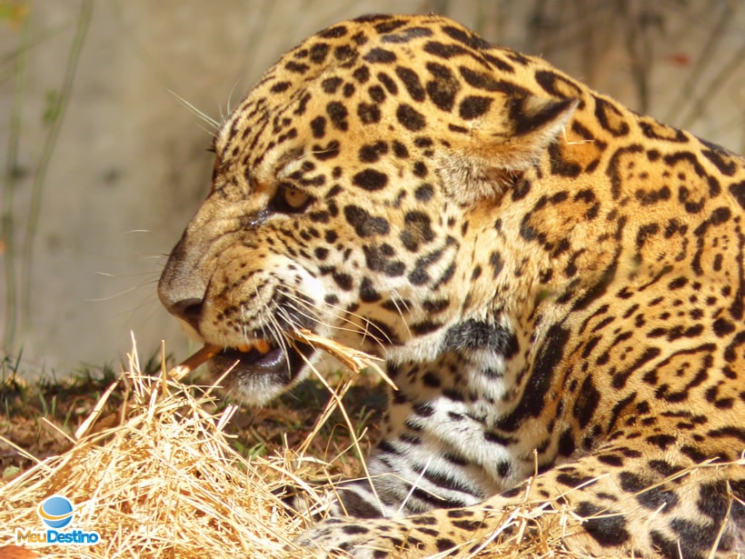 Zoológico de Belo Horizonte - MG