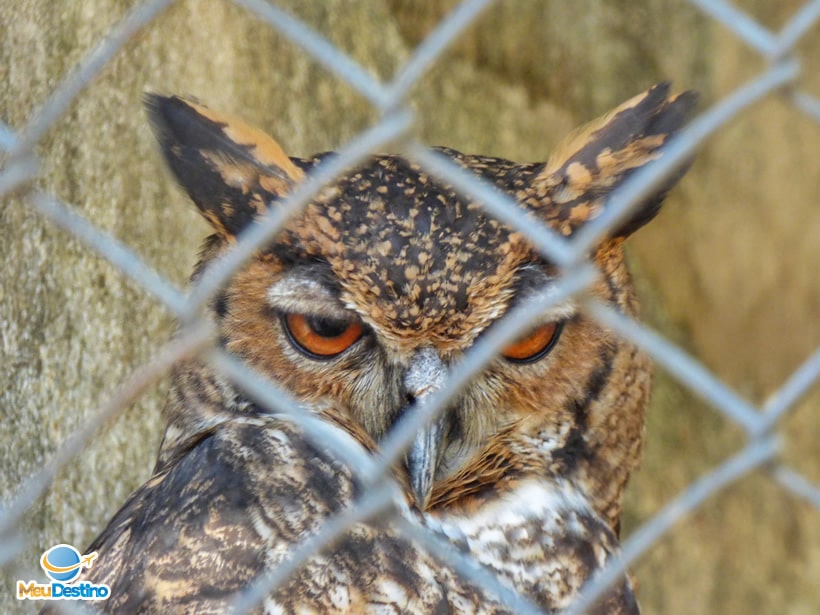 Zoológico de Belo Horizonte - MG