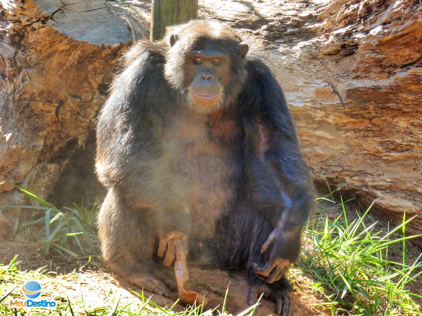 Zoológico de Belo Horizonte - MG