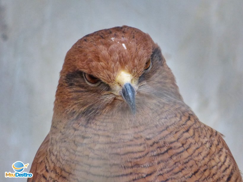 Zoológico de Belo Horizonte - MG