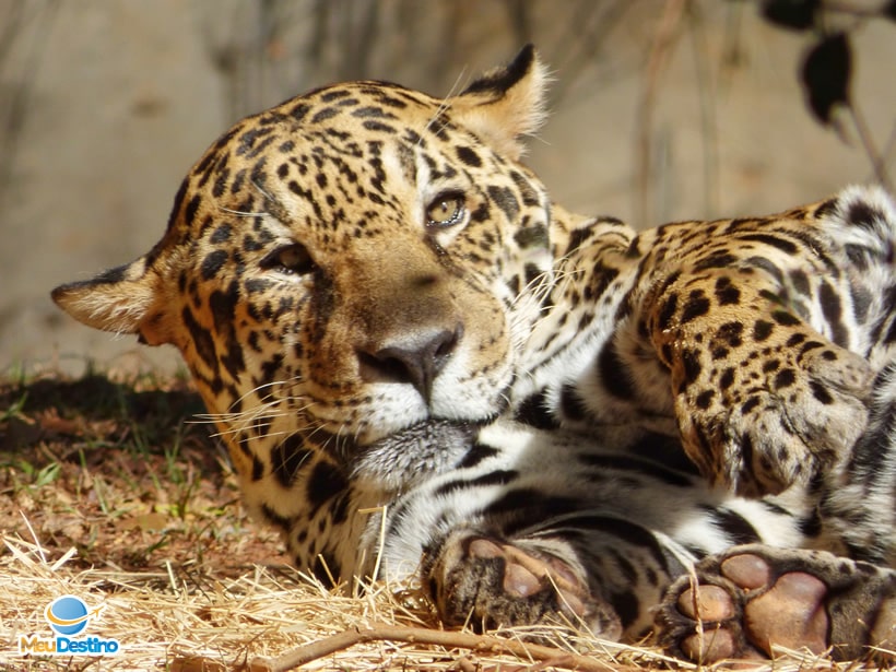Zoológico de Belo Horizonte - MG