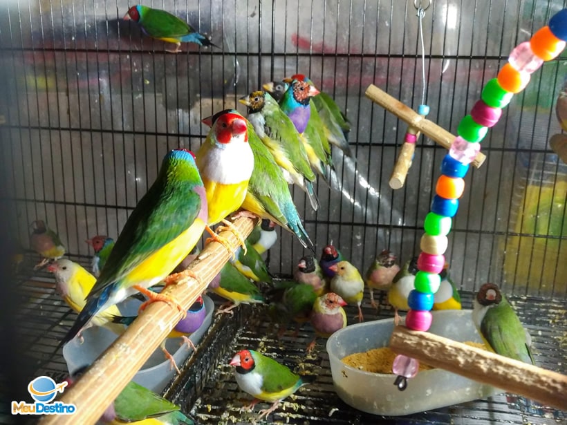 Pássaros