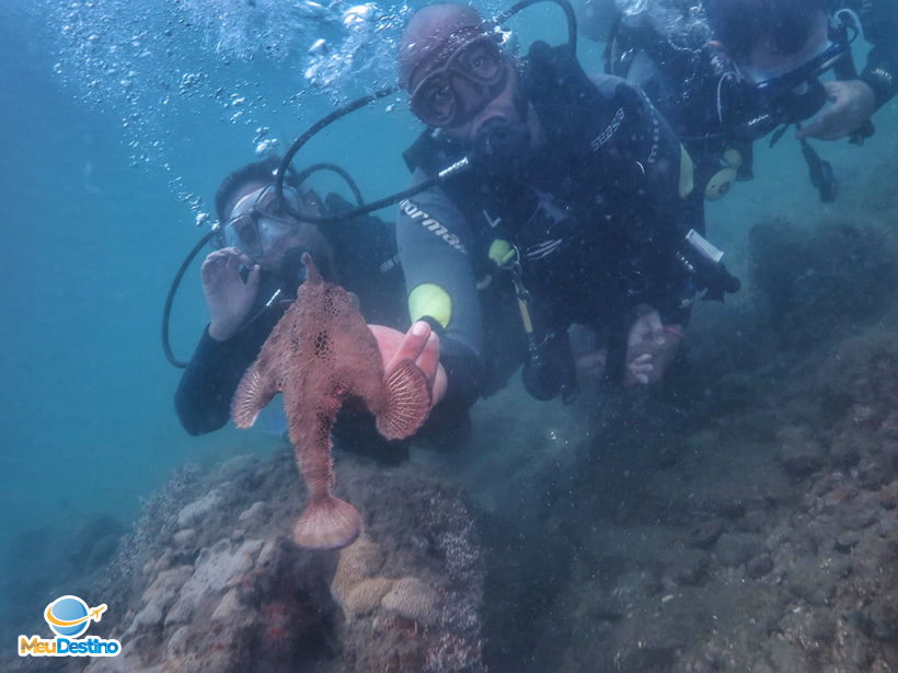 Mergulho na Ilha das Cabras - Ilhabela-SP