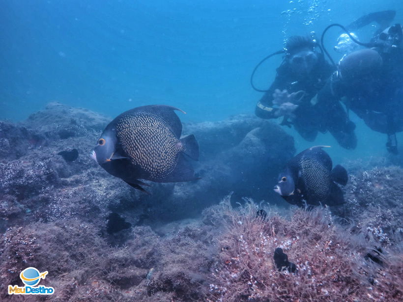 Mergulho na Ilha das Cabras - Ilhabela-SP
