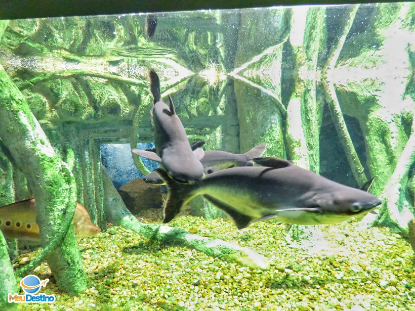Aquário Municipal de Santos-SP