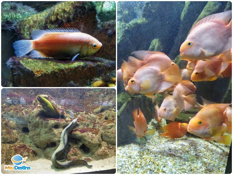 Aquário Municipal de Santos-SP