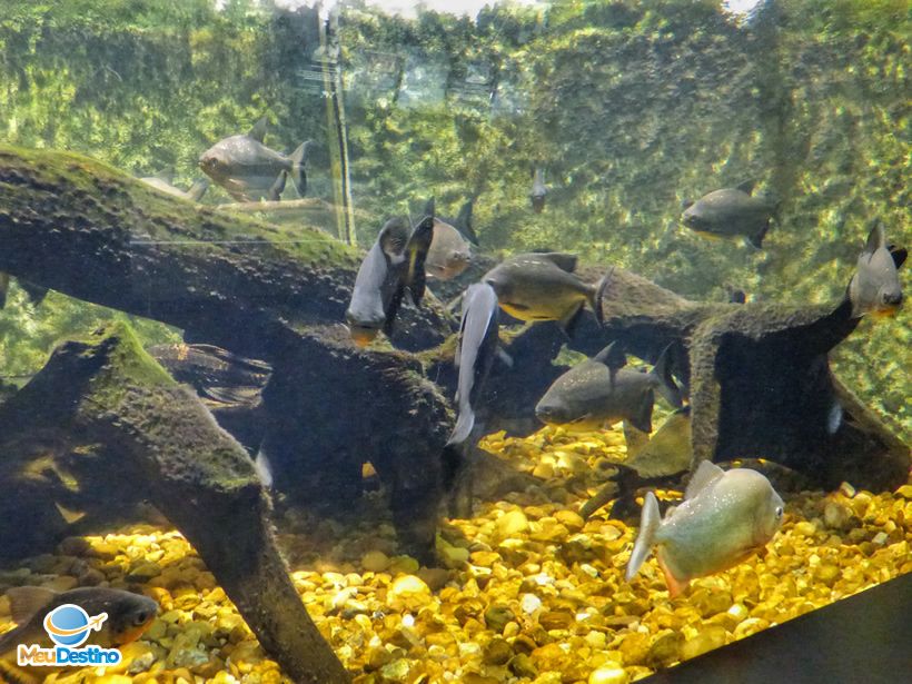 Aquário Municipal de Santos-SP