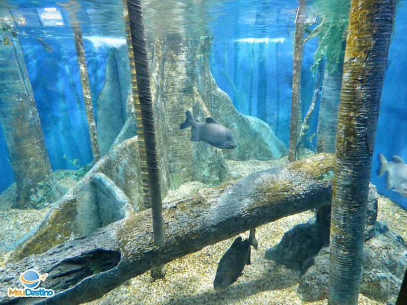 Aquário Municipal - O que fazer em Santos-SP