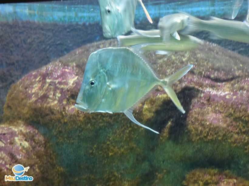 Aquário Municipal de Santos-SP