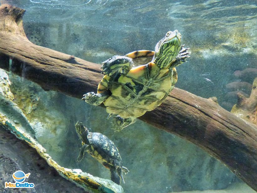 Aquário Municipal de Santos-SP