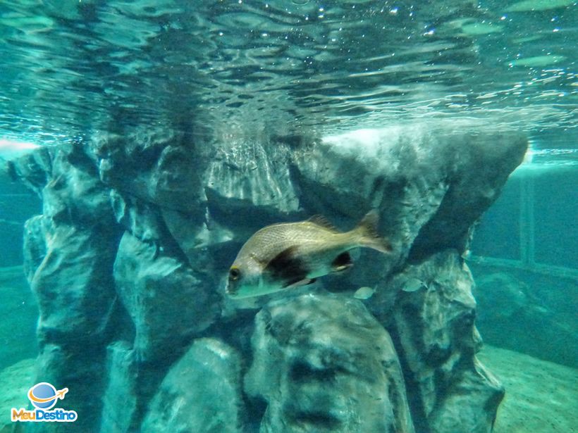 Aquário Municipal de Santos-SP