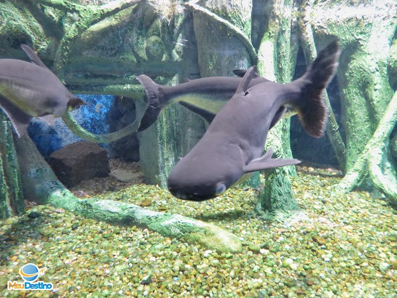 Aquário Municipal de Santos-SP