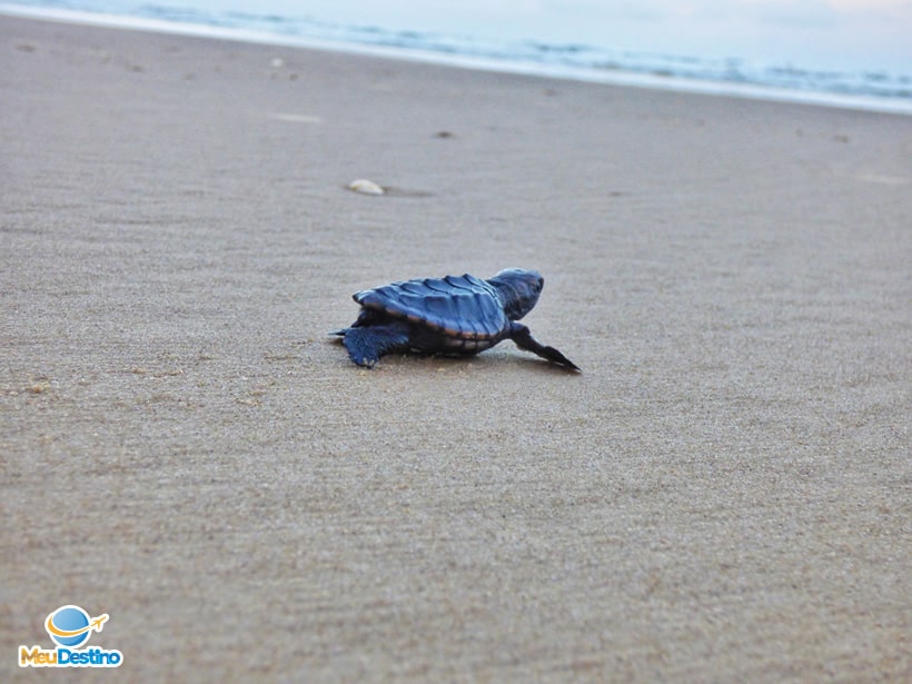 Projeto TAMAR - Aracaju-SE
