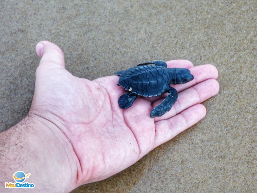 Projeto TAMAR - Aracaju-SE
