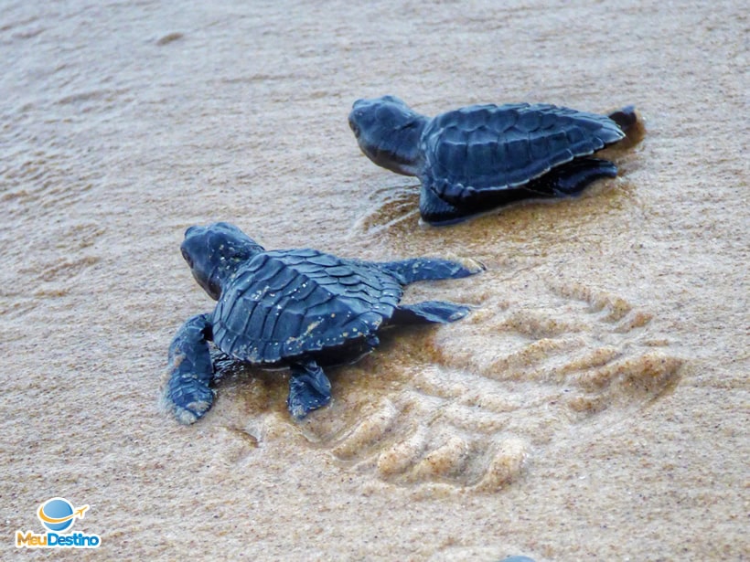 Projeto TAMAR - Aracaju-SE