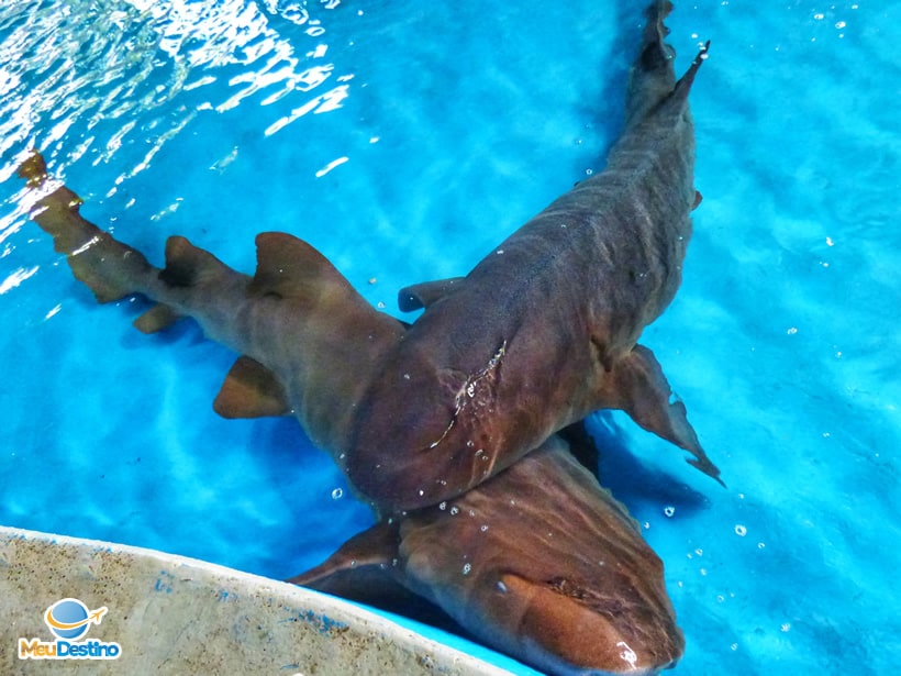 Oceanário de Aracaju-SE