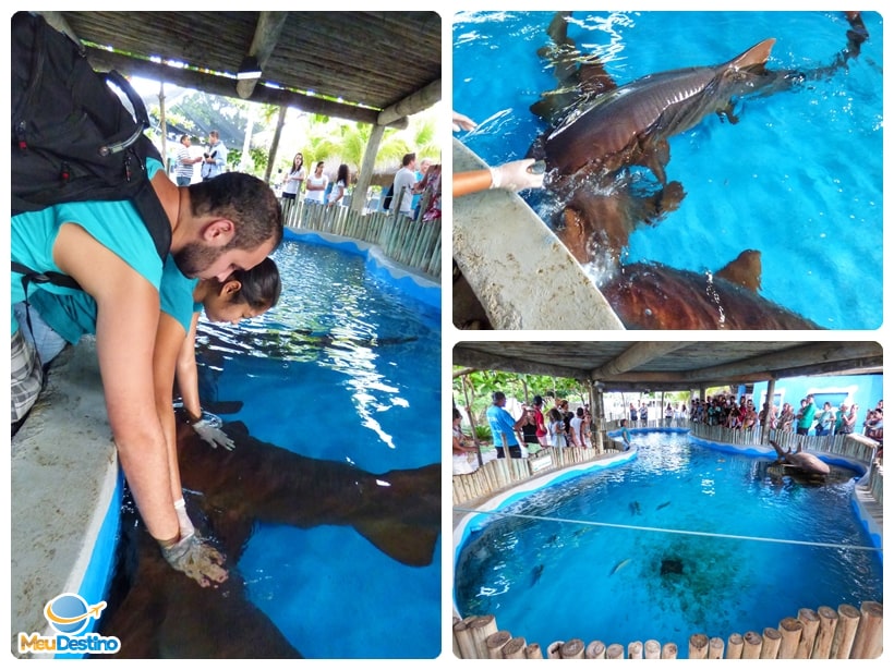 Tanque dos tubarões lixa