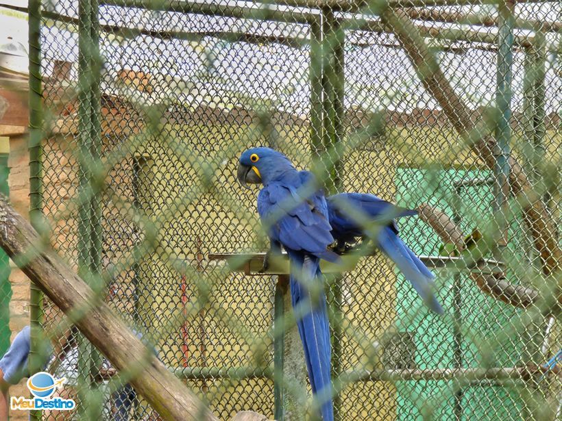 Arara Azul