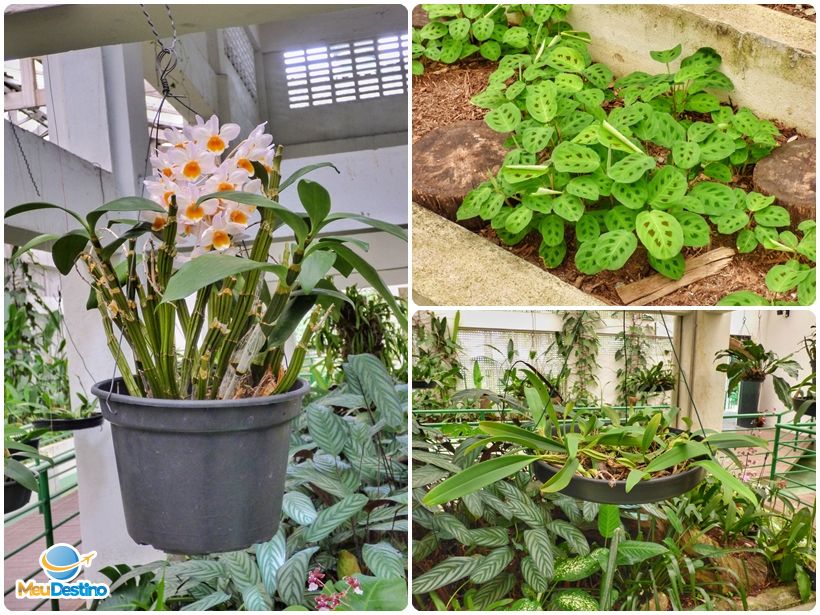 Orquidário Municipal de Santos-SP