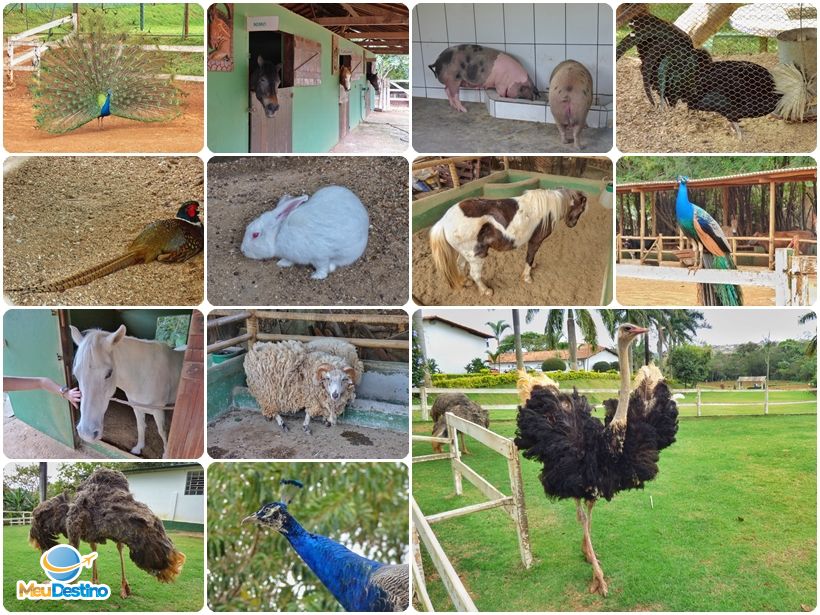 Mini Zoológico - Hotel Fazenda Vale Amanhecer - Igarapé-MG