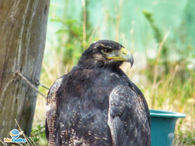 Parque dos Falcões - Itabaiana-SE