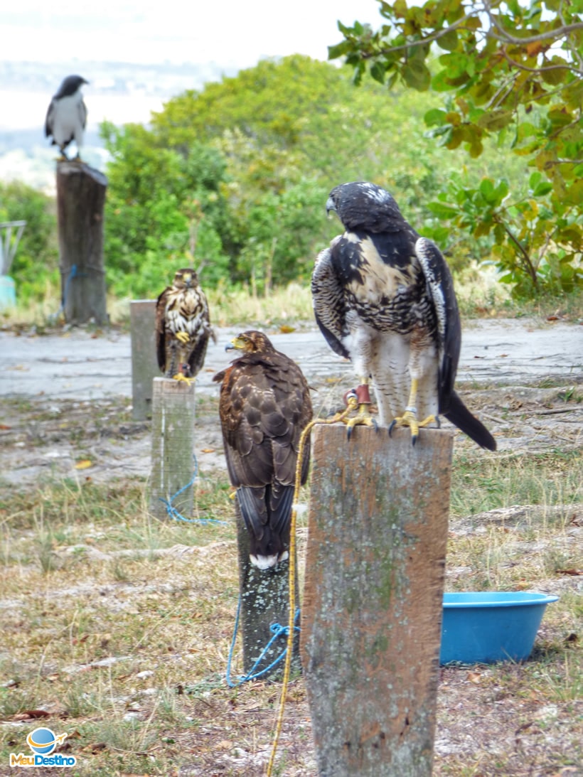 Parque dos Falcões - Itabaiana-SE