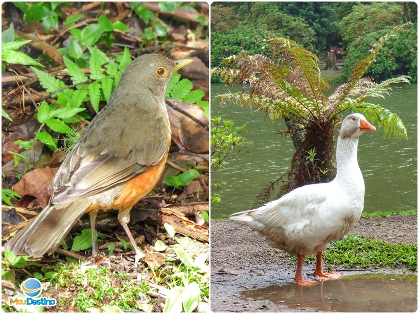 Pássaros e a natureza