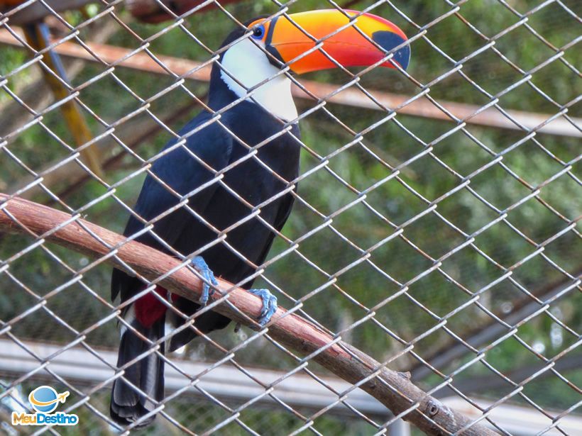 Tucano - Zoológico de Goiânia-GO
