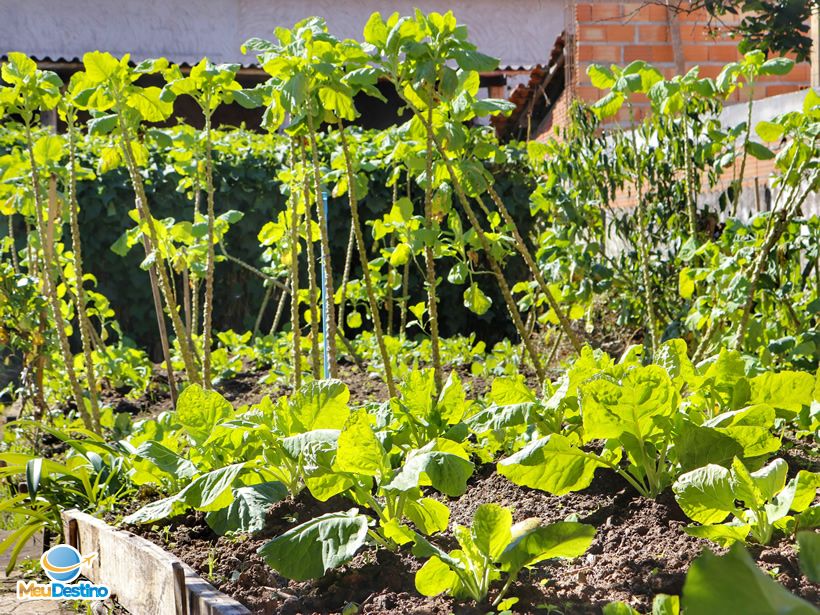 Restaurante Tempero da Ângela- Bichinho-MG