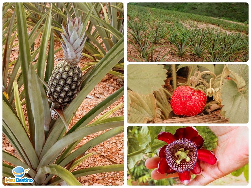 Recanto da Zezé - Três Marias-MG