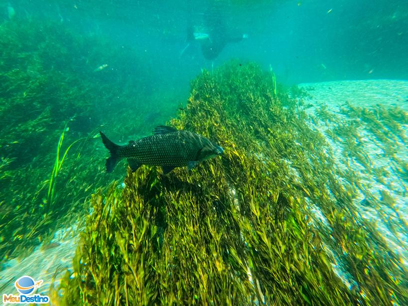 Flutuação no Rio Sucuri - Bonito-MS