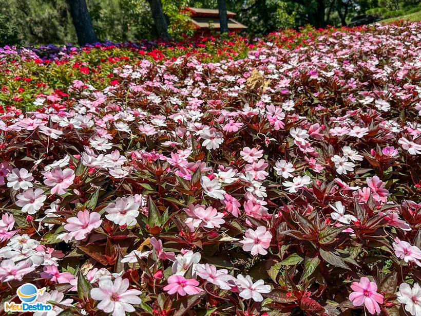 Flores do parque